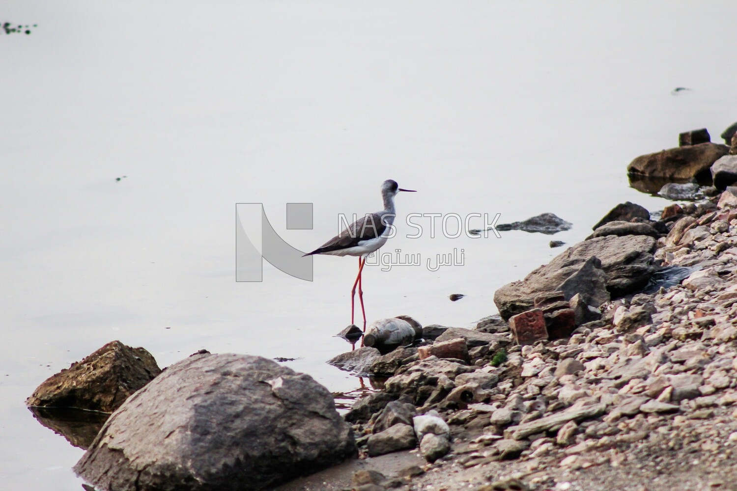 Bird with long legs standing in the waters, Egypt