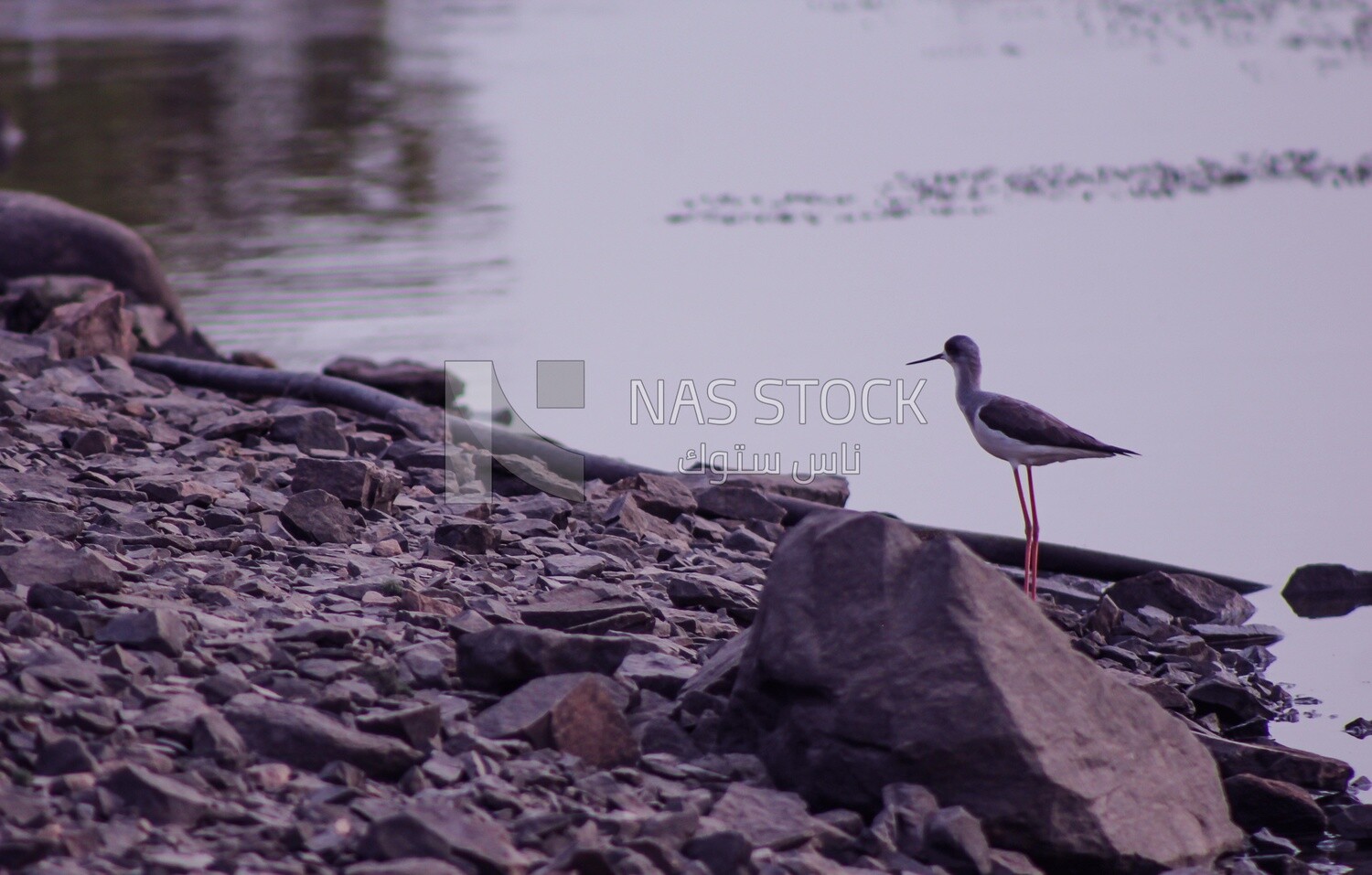 Bird with long legs, wildlife, landscape