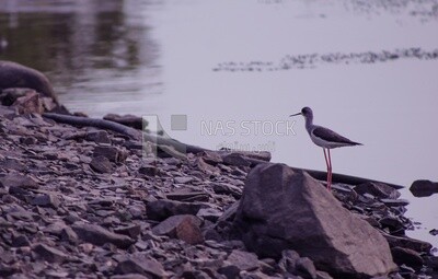 Bird with long legs, wildlife, landscape