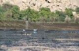 Group of migratory ducks on the bank of the Nile River in Aswan, Egypt