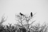 Black and white photo of a group of hawks standing on tree branches