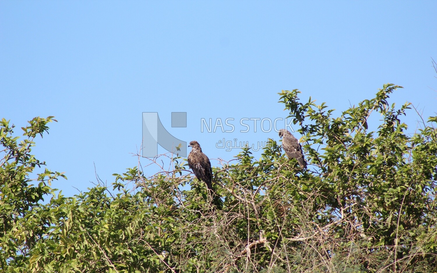 Group of hawks standing on tree branches