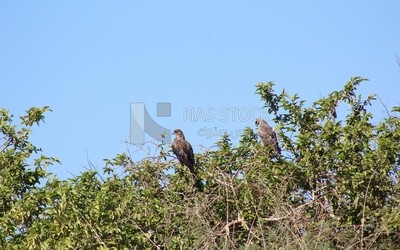 Group of hawks standing on tree branches