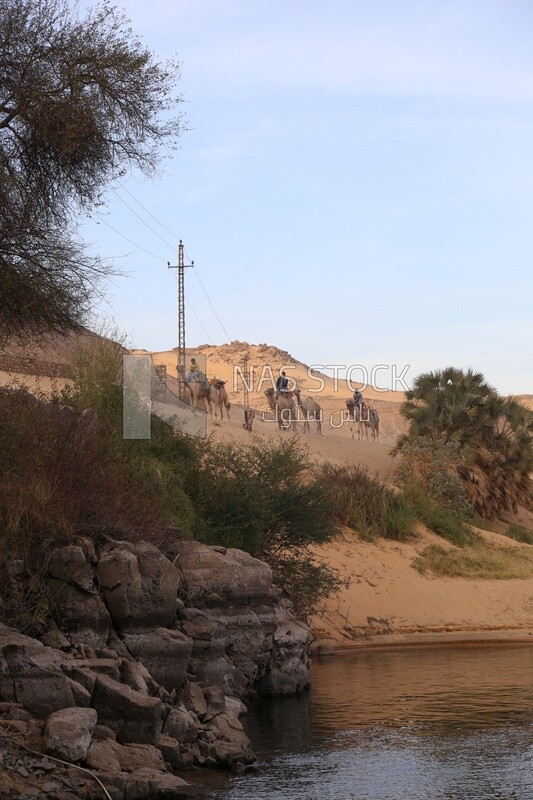 مجموعة من الاشخاص يركبون الجمال على ضفة نهر النيل , تقاليد البلاد , التمسك بالتراث , اسوان , مصر