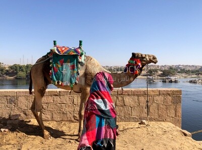 Lady stands next to a camel, Aswan, Egypt