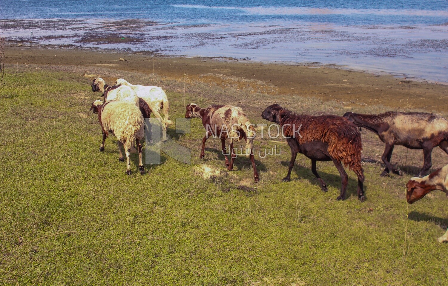 Sheep with brown fur eating from the farm land