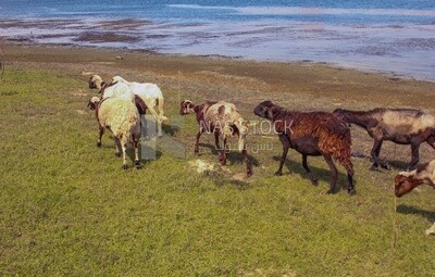 White sheep walking on a green land