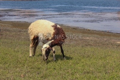 White sheep eating from the farm land