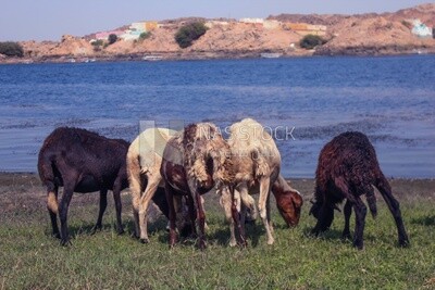 Group of sheep eating from the farm land on the shore of the Nile