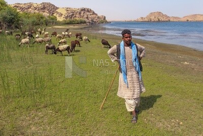 Shepherd, Egyptian countryside, Egypt