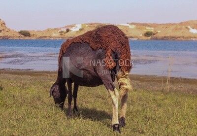 Sheep eating from the farm land,