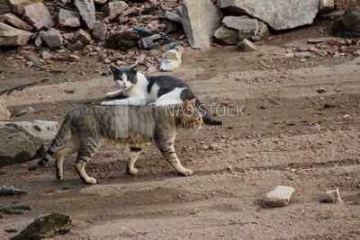 Cats walking in the street, wildlife
