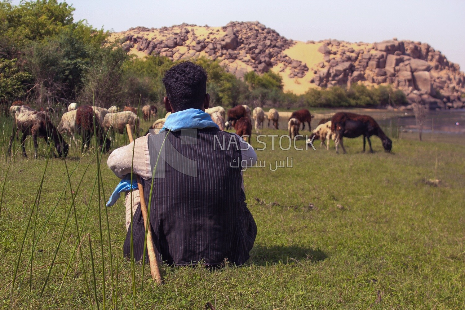 Shepherd tending his sheep, Egypt