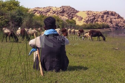 Shepherd tending his sheep, Egypt