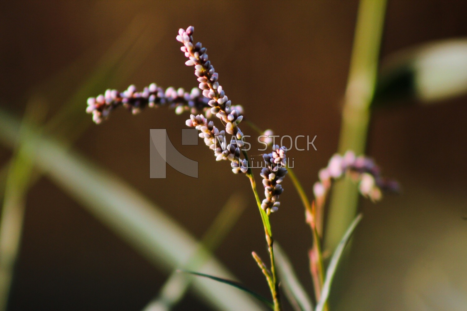 Pink flowers of Persicaria hydropiper
