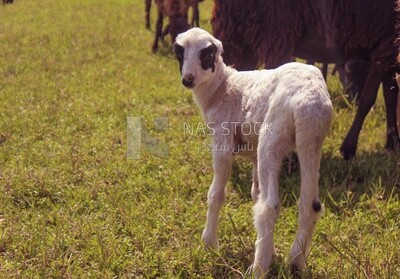 Little white goat in the pasture