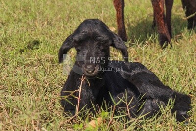 Black goat sitting in the pasture among the green grass.
