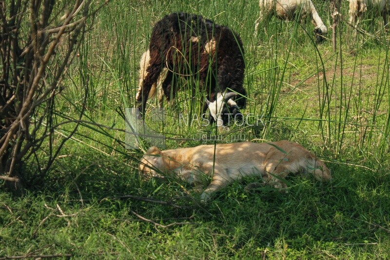 Guard dog sleeping in the pasture