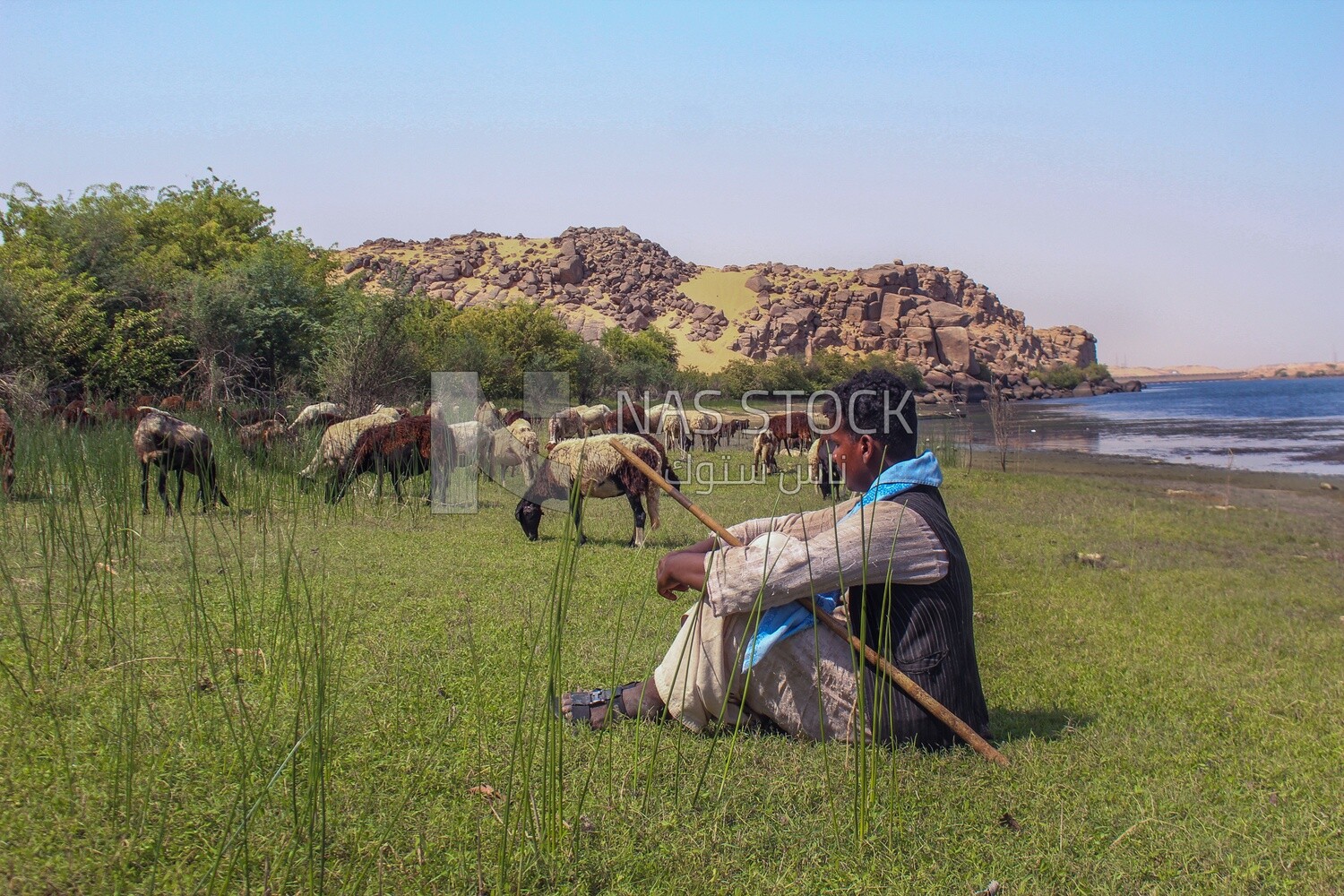 Shepherd grazing his sheep, wildlife, Egypt
