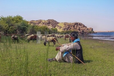 Shepherd grazing his sheep, wildlife, Egypt