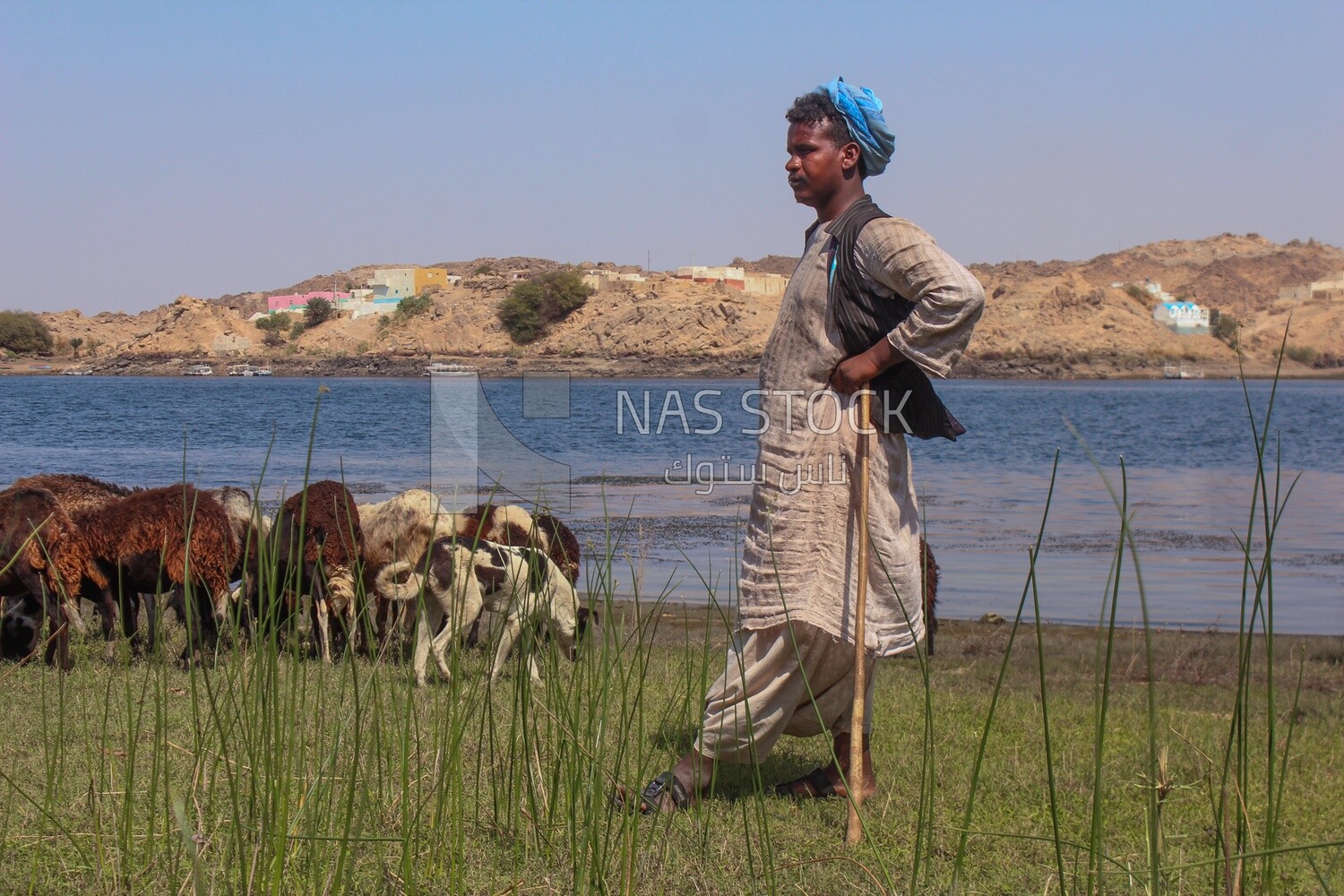 Shepherd grazes his sheep in green land