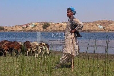 Shepherd grazes his sheep in green land