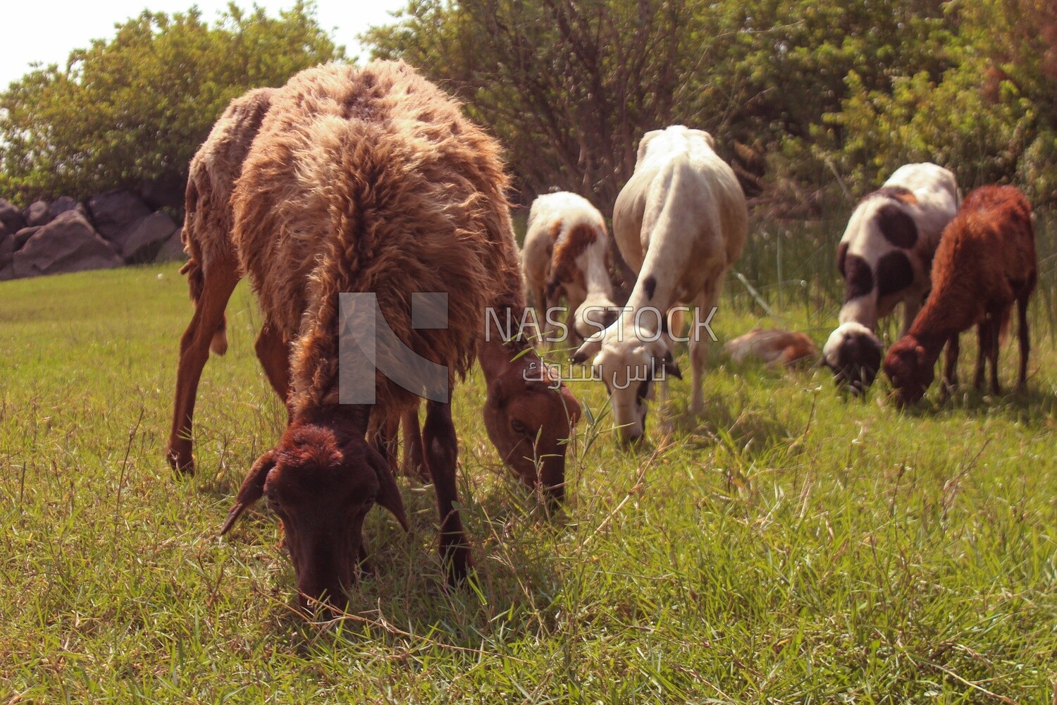 Group of sheep eating from the pasture land