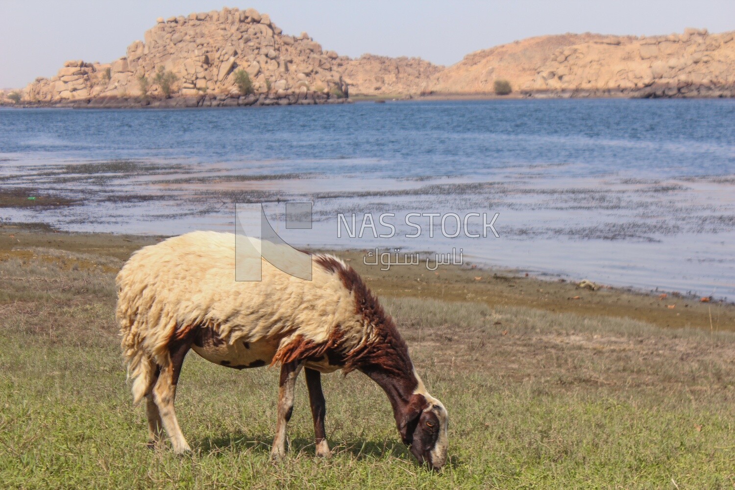 White sheep eating from the farm land