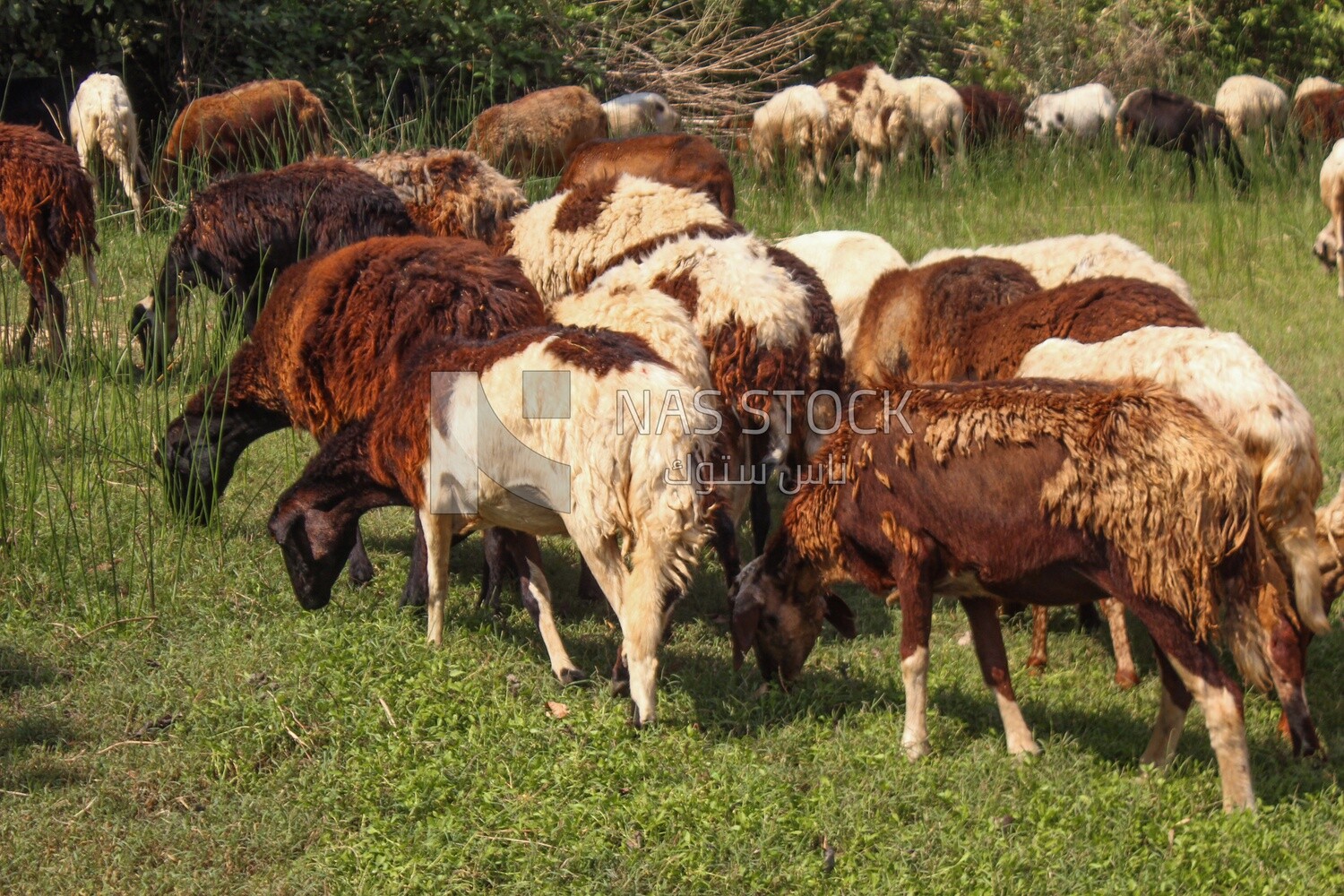 Raising livestock, herding sheep