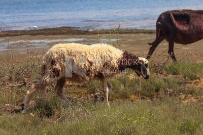 White sheep walking on a green land