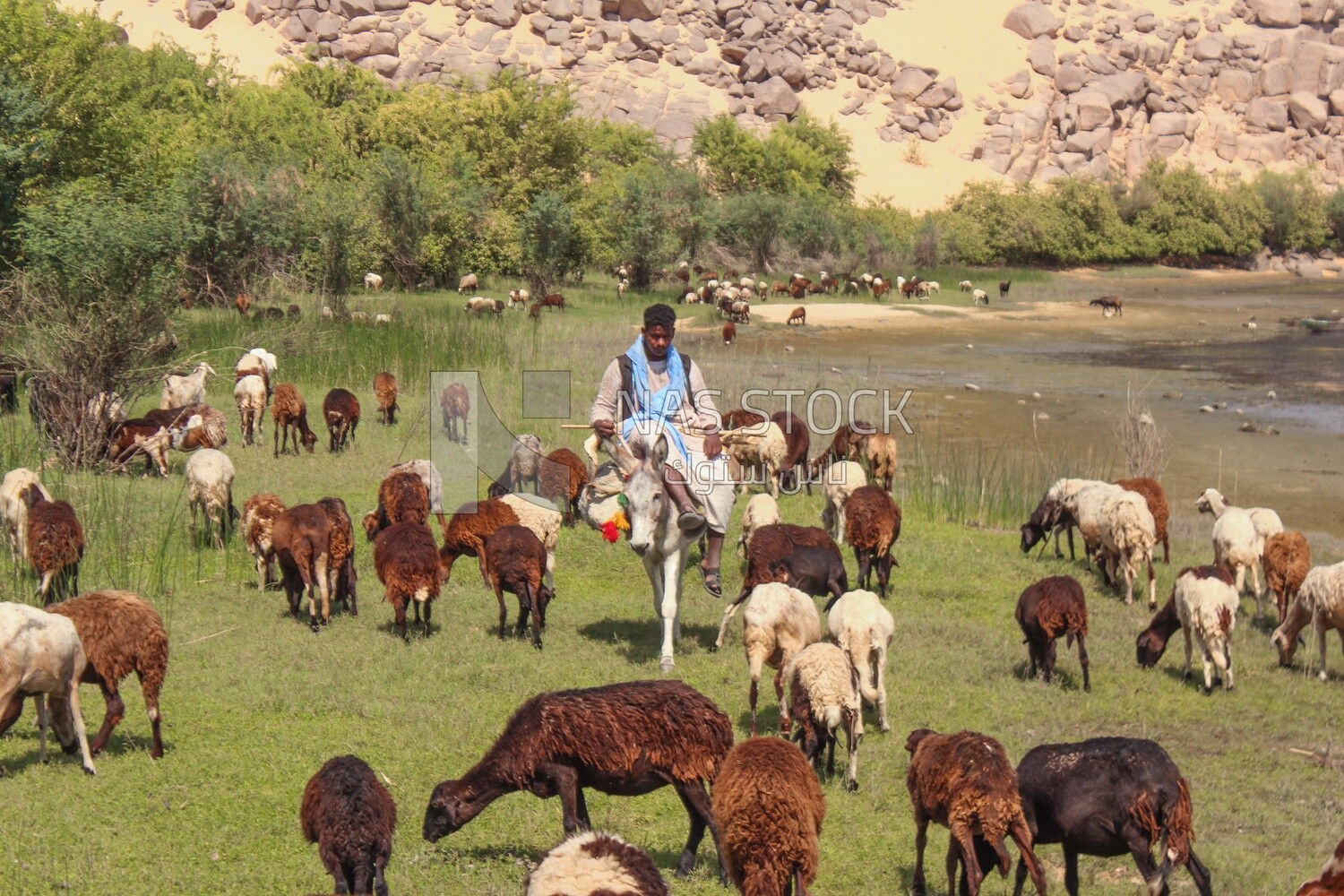 Raising livestock, herding sheep