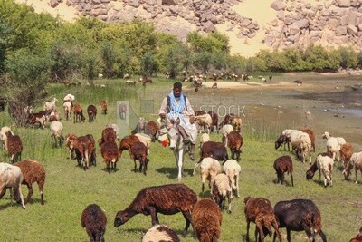 راعى اغنام يركب على حمار ويسير وسط اغنامه فى المرعى , تربية الماشية , رعى الاغنام