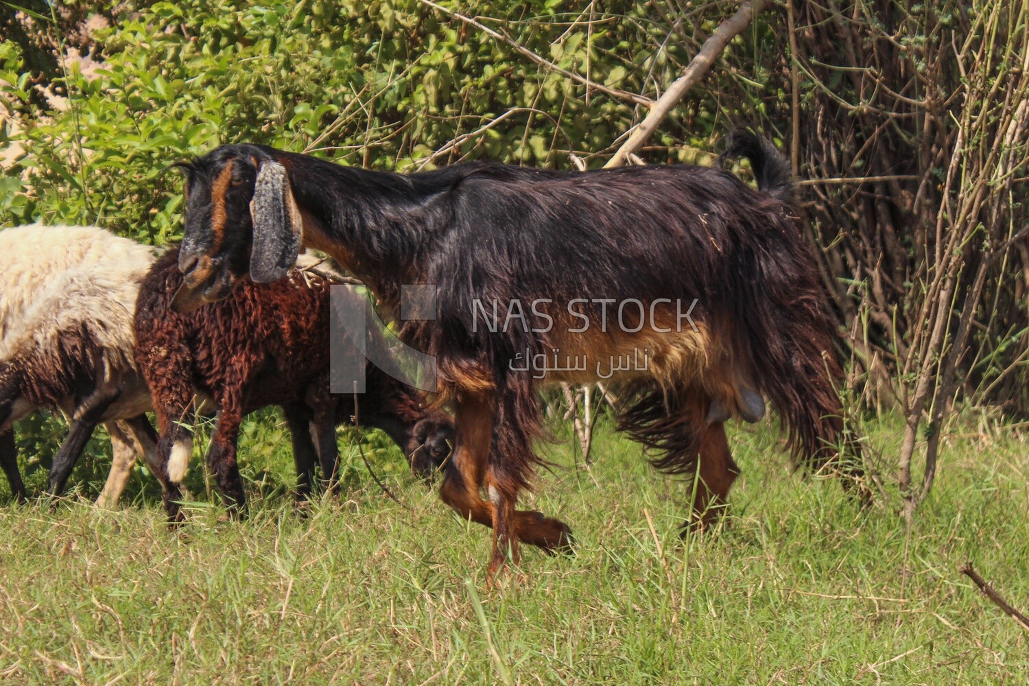 Black goat in the pasture