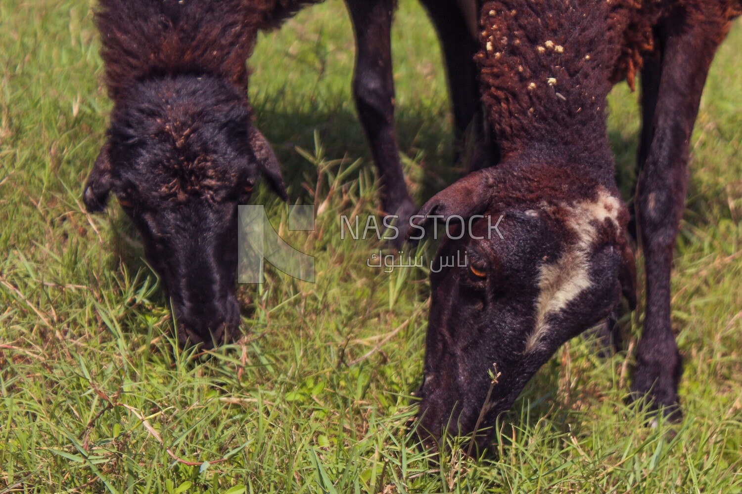 Raising livestock, herding sheep