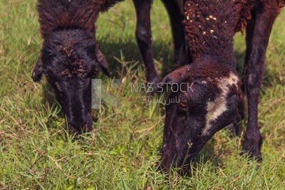 Raising livestock, herding sheep