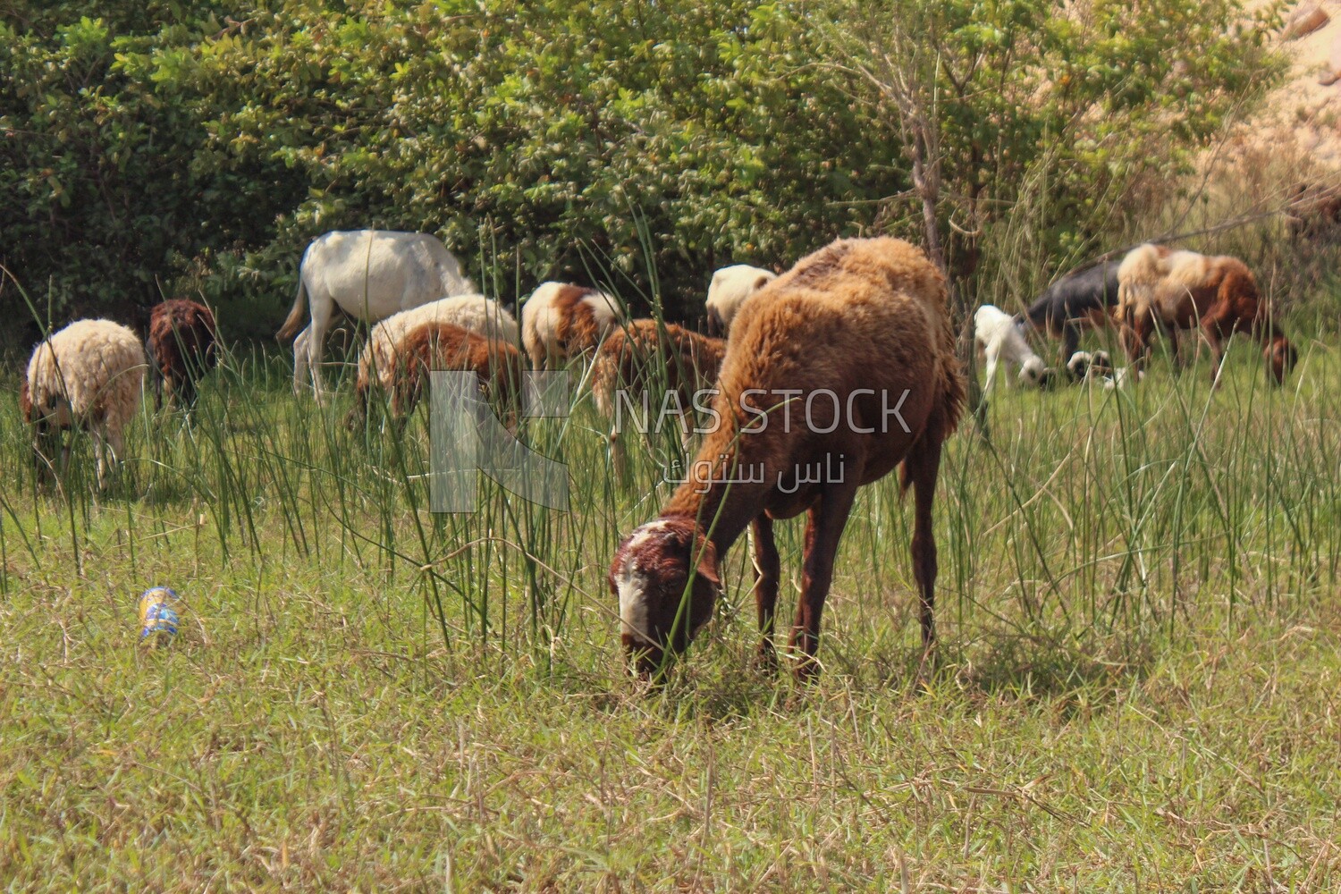 Livestock . Sheep herding, Egypt