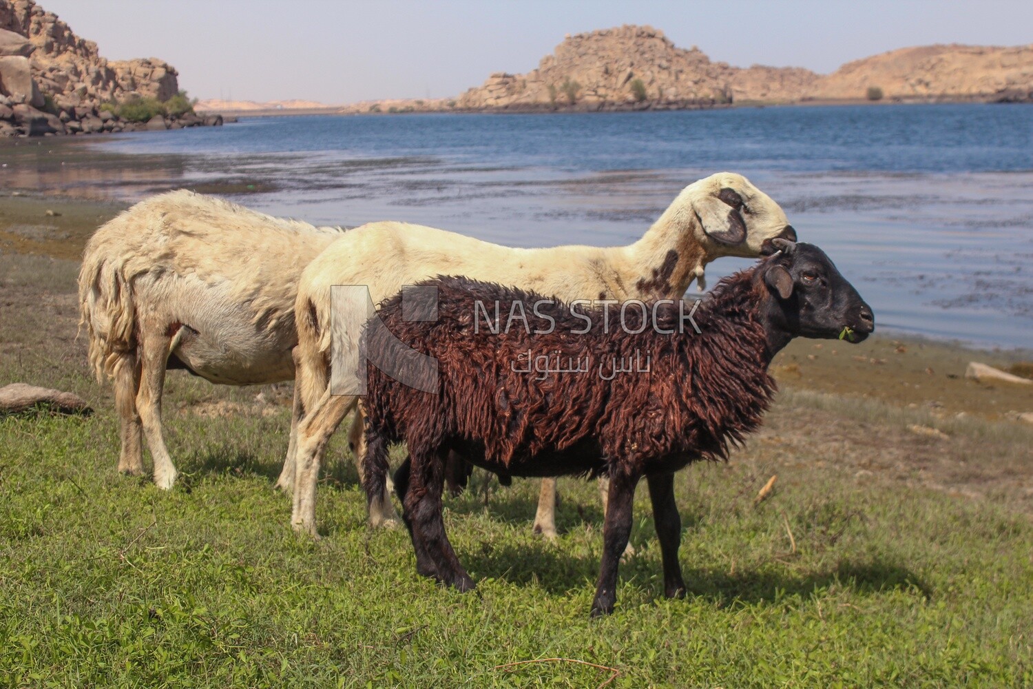 Group of sheep eating from the farm land