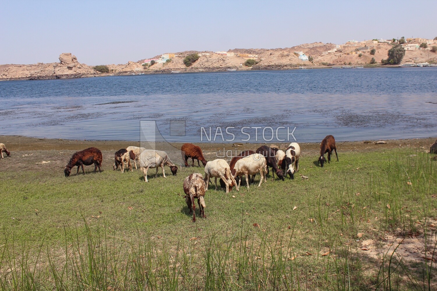Group of sheep in the pasture