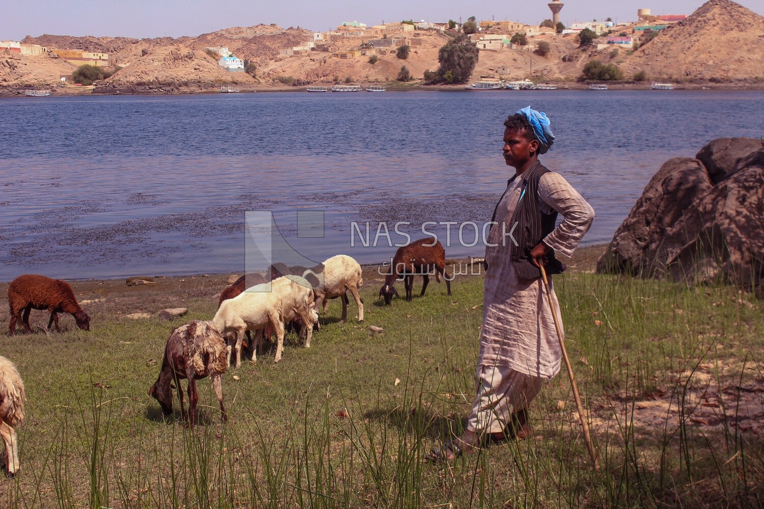 Shepherd grazes his sheep in green land