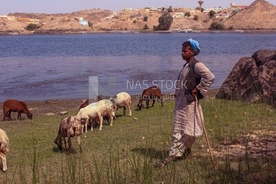 Shepherd grazes his sheep in green land