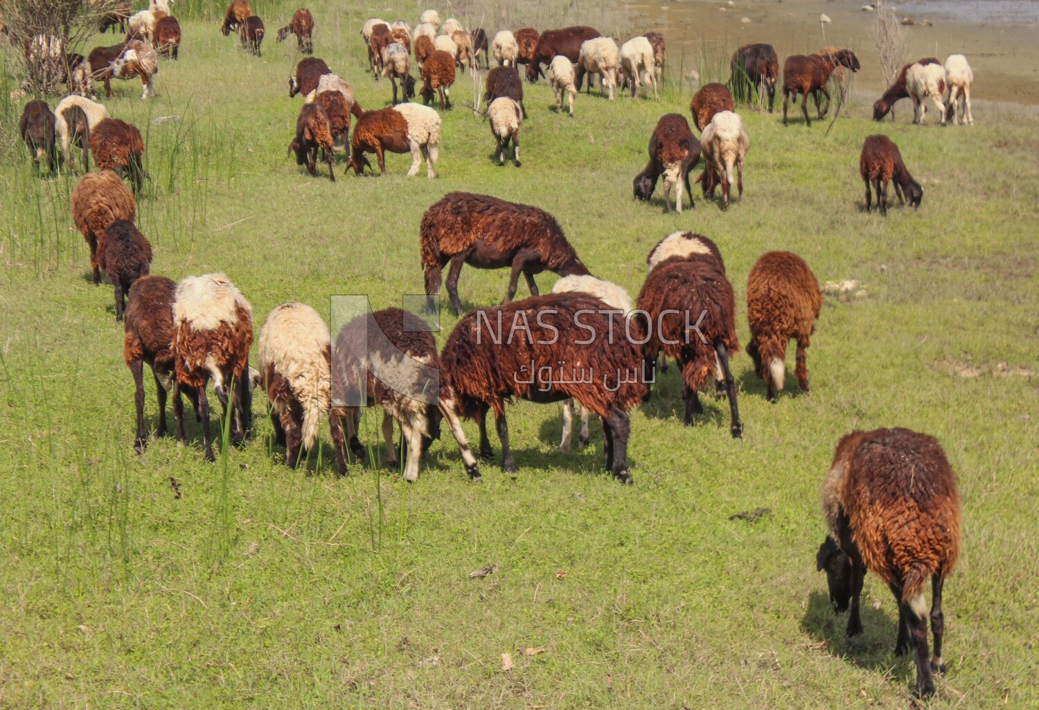 Group of sheep in the pasture