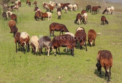 Group of sheep in the pasture