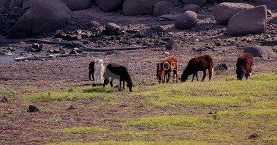 Group of sheep eating from the pasture land