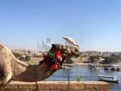 طائر البلشون الأبيض يقف على عنق جمل , الحياة البرية , انسجام الحيوانات معاً , الطبيعة
