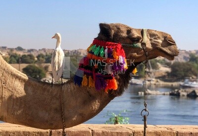 طائر البلشون الأبيض يقف على عنق جمل , الحياة البرية , انسجام الحيوانات معاً , الطبيعة