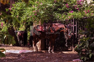 Arabian horse tied to a metal fence near a park full of trees