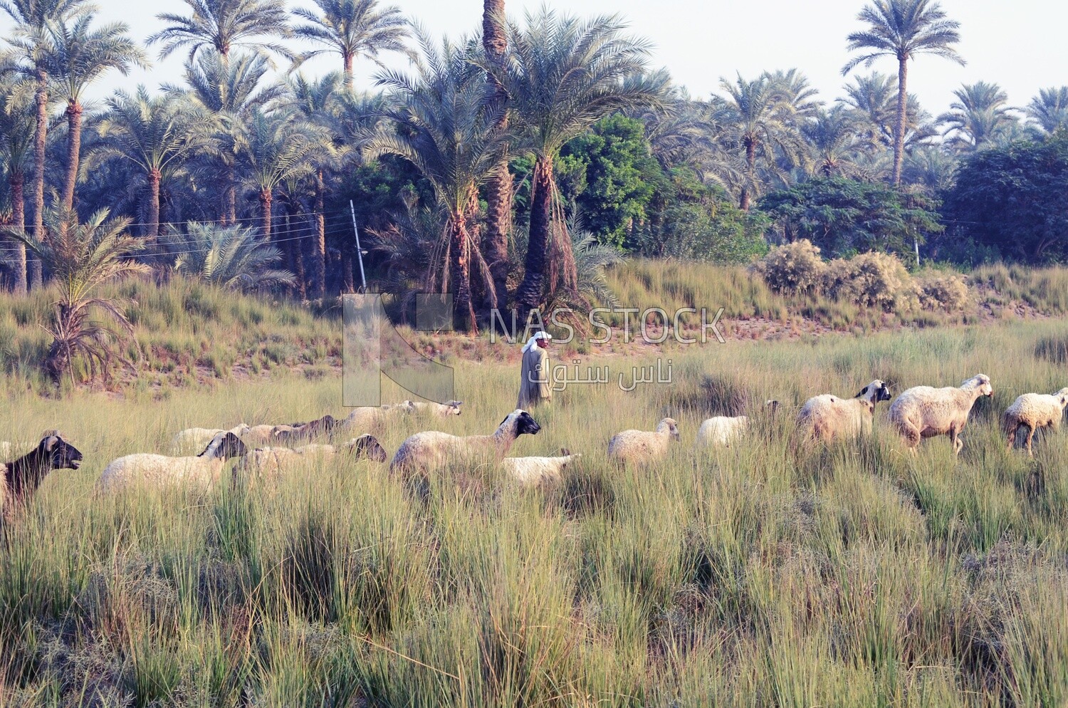 Farmer raises his sheep, rural life, Egypt