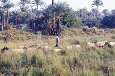 فلاح يربي أغنامه ويمشي معها في الحقل، الزراعة، رعي الأغنام، الحياة الريفية، مصر
