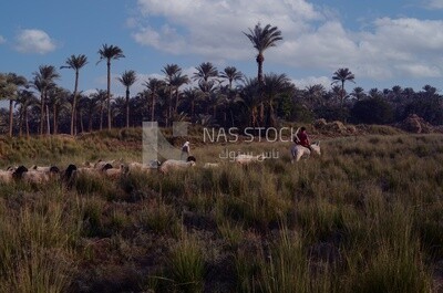 Shepherd rides a donkey and leads his sheep, cairo, egypt