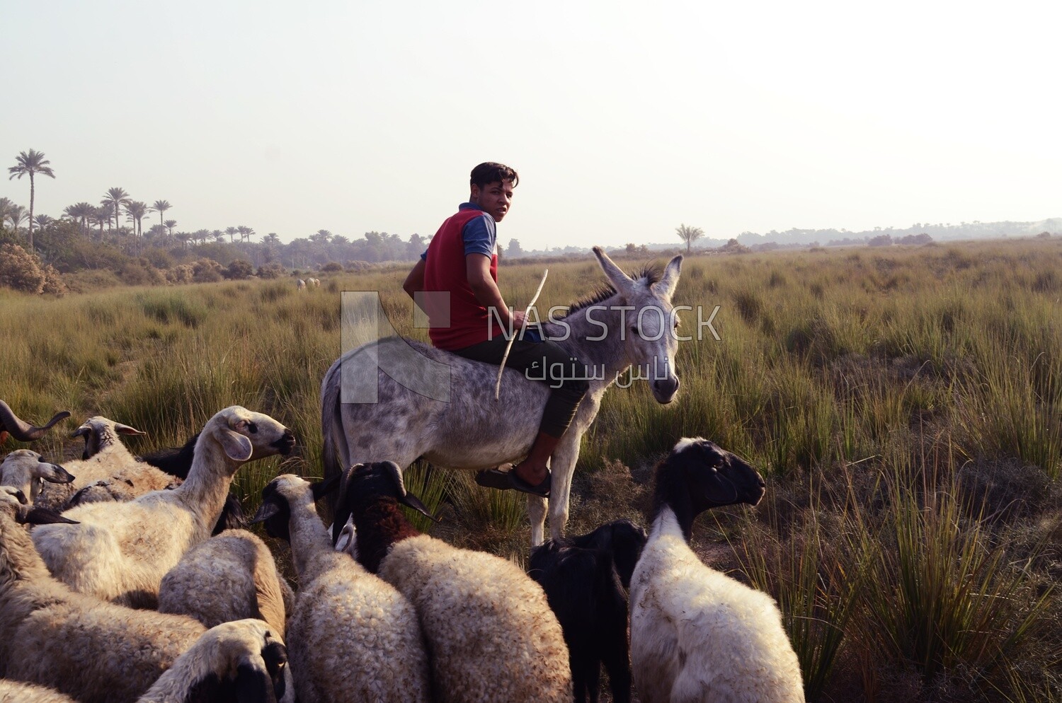 Shepherd rides a donkey and leads his sheep